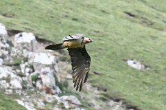 Gypaetus barbatus