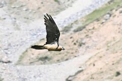 Gypaetus barbatus