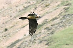 Gypaetus barbatus