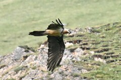 Gypaetus barbatus
