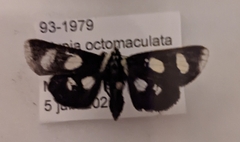 Alypia octomaculata