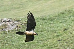 Gypaetus barbatus