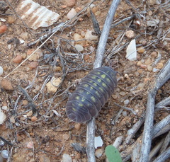 Armadillidium granulatum