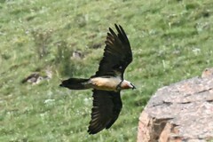 Gypaetus barbatus