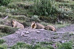 Marmota himalayana