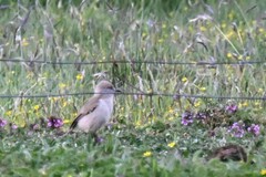 Pseudopodoces humilis