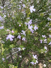 Westringia eremicola