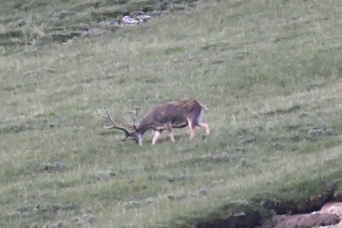 White-lipped Deer