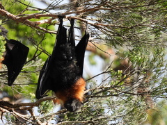 Pteropus poliocephalus