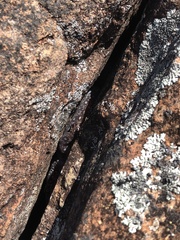 Oedura tryoni