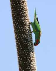 Glossopsitta concinna