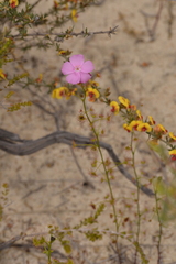 Drosera neesii
