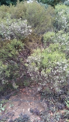 Coleonema pulchellum