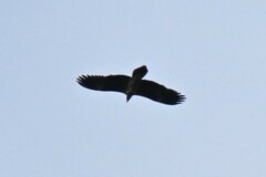 Gypaetus barbatus