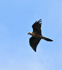 Gypaetus barbatus