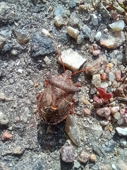 Picromerus bidens
