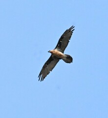 Gypaetus barbatus