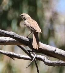 Cincloramphus mathewsi