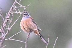 Emberiza godlewskii