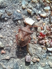 Picromerus bidens