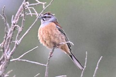 Emberiza godlewskii