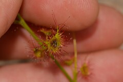 Drosera neesii