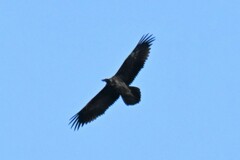 Gypaetus barbatus