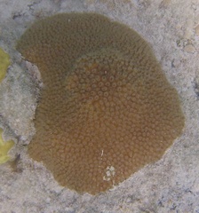 Montastraea cavernosa