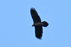 Gypaetus barbatus
