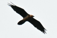 Gypaetus barbatus
