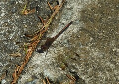 Sympetrum infuscatum