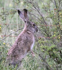 Lepus oiostolus