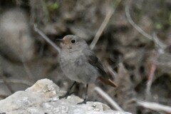 Phoenicurus ochruros