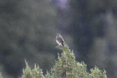 Carpodacus erythrinus