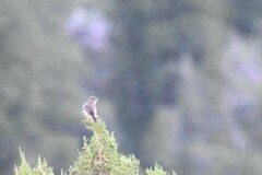 Carpodacus erythrinus