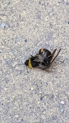 Vespa velutina nigrithorax