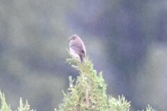 Carpodacus erythrinus