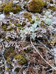 Schivereckia podolica