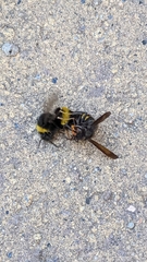 Vespa velutina nigrithorax