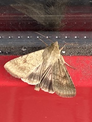 Helicoverpa armigera