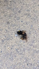Vespa velutina nigrithorax