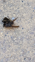 Vespa velutina nigrithorax