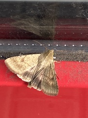 Helicoverpa armigera