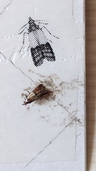 Plodia interpunctella