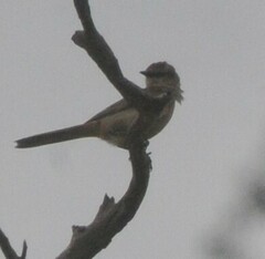 Cincloramphus mathewsi