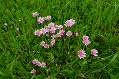 Scorzonera purpurea