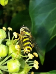 Dasysyrphus