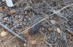 Armadillidium granulatum