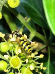 Dasysyrphus