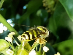 Dasysyrphus